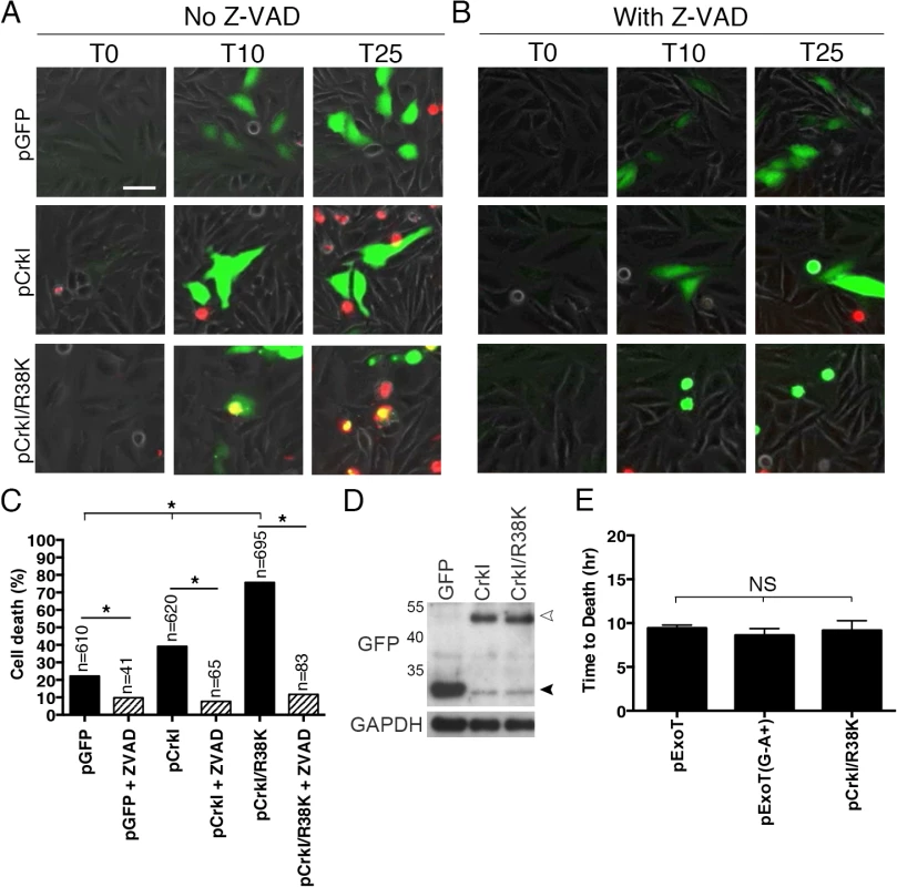 CrkI/R38K mutant phenocopies ExoT/ADPRT-induced apoptosis in HeLa cells.