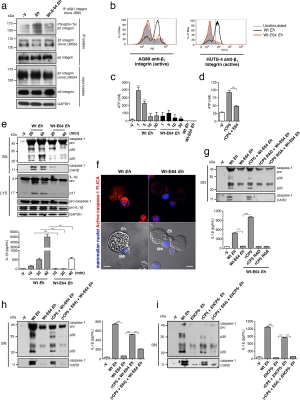 <i>Eh</i>CP5 cysteine protease activity is required to activate α<sub>5</sub>β<sub>1</sub> integrin, ATP release and the NLRP3 inflammasome.