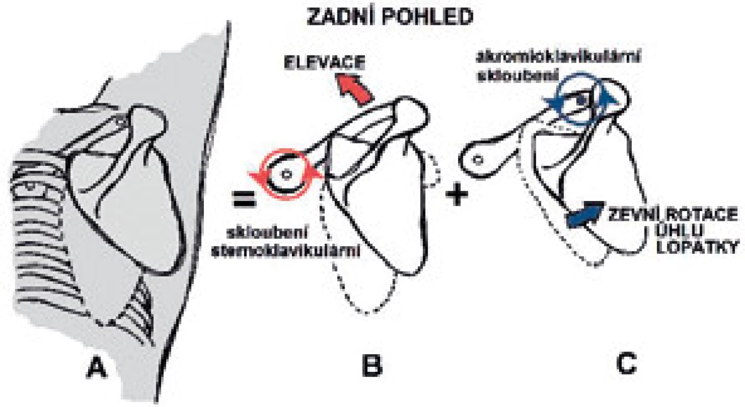 Pohyby v SC, ACC a lopatky při abdukci ramene.