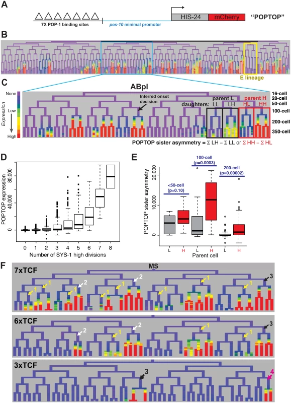 A reporter of POP-1-dependent activation shows stronger activity in double-posterior lineages.