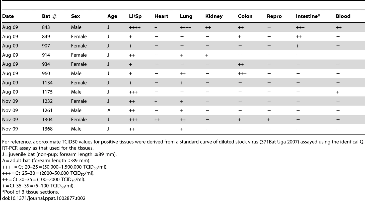 Summary of <i>Rousettus aegyptiacus</i> found positive for Marburg virus in multiple tissues by Q-RT-PCR.
