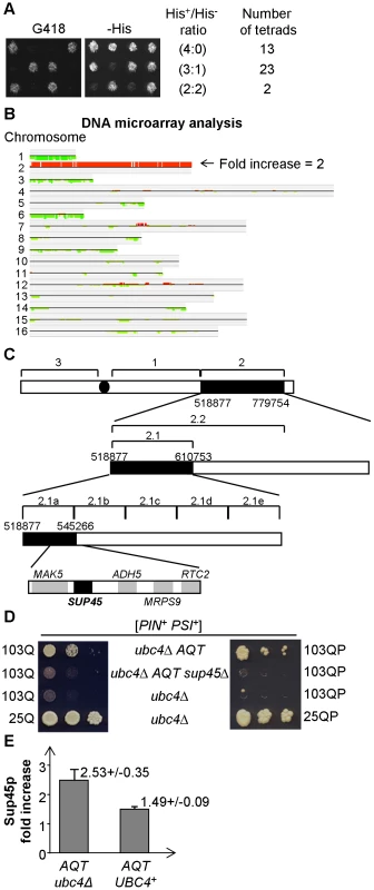 <i>AQT</i> derivatives are disomic for chromosome II, and extra-copy of <i>SUP45</i> is responsible for antitoxicity.