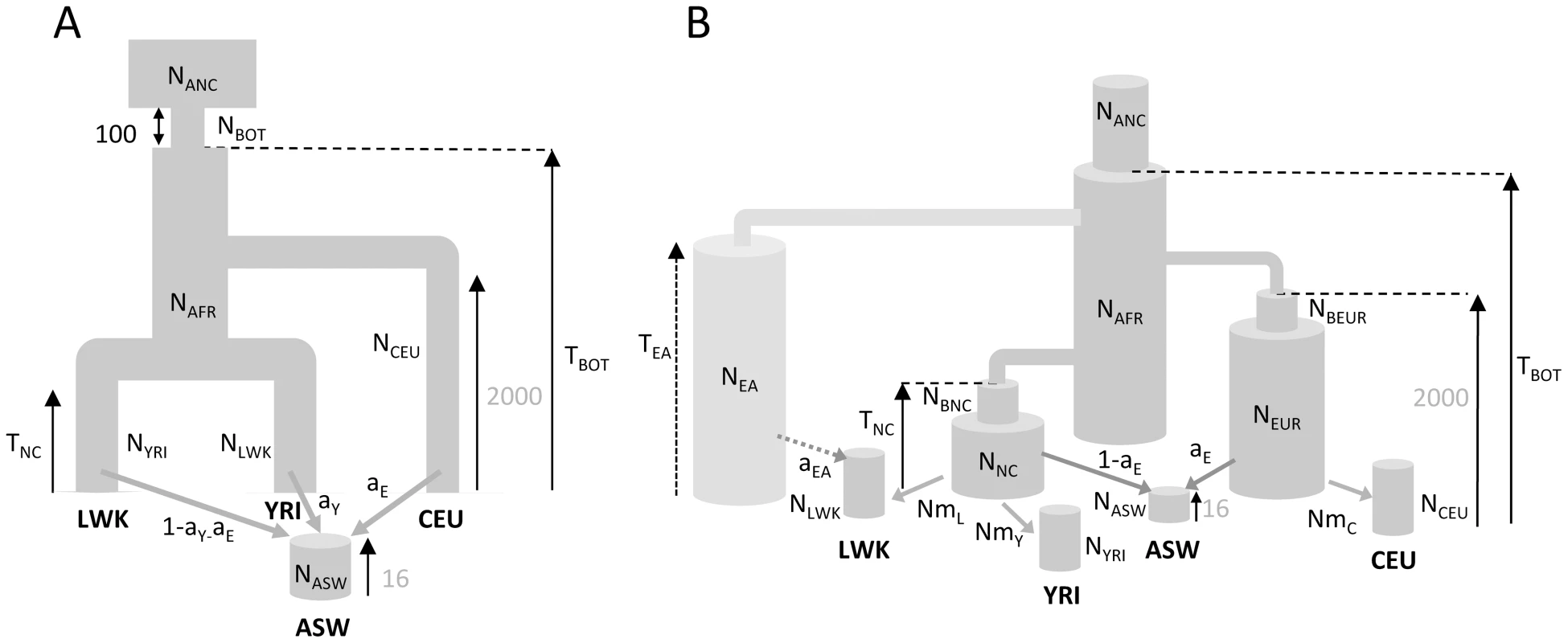 Demographic models of four human populations.
