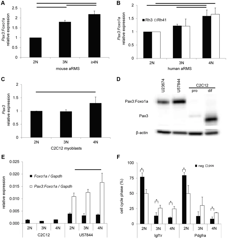 Pax3:Foxo1a activity is cell cycle dependent.