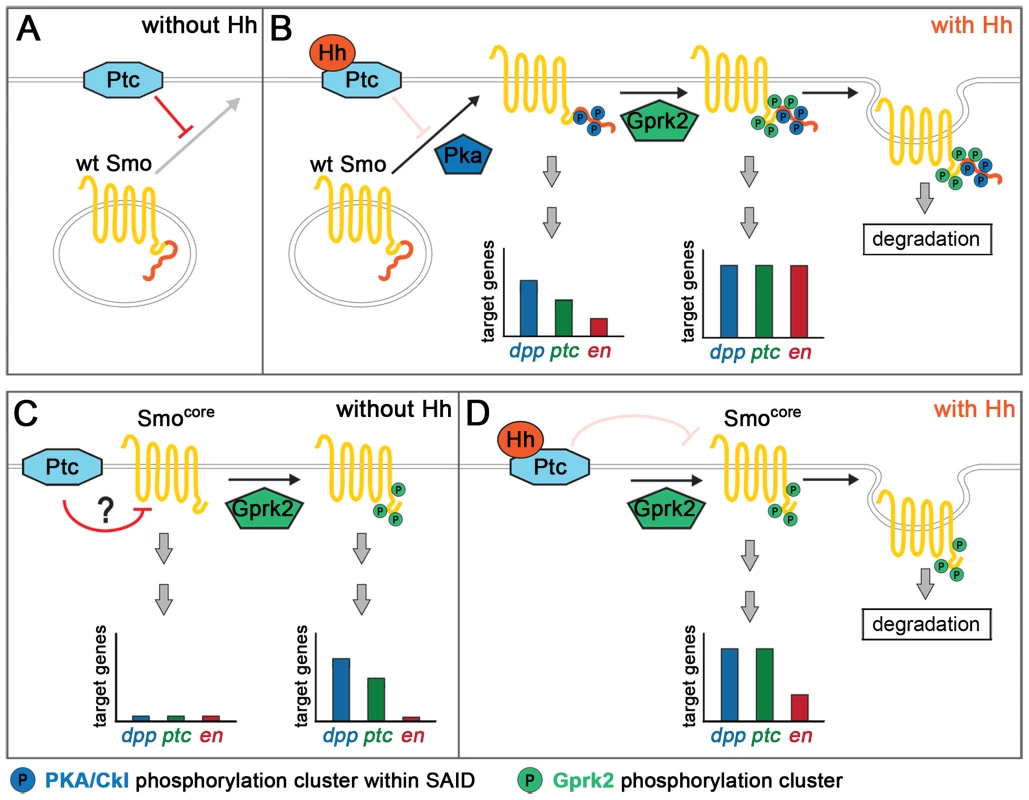 Model for Gprk2 function in Smo/Smo<sup>core</sup> activation.