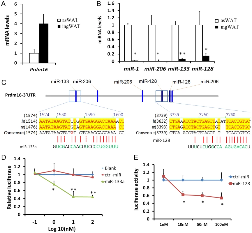 miR-133a and miR-128 target the 3′ UTR of Prdm16 in HEK293 cells.