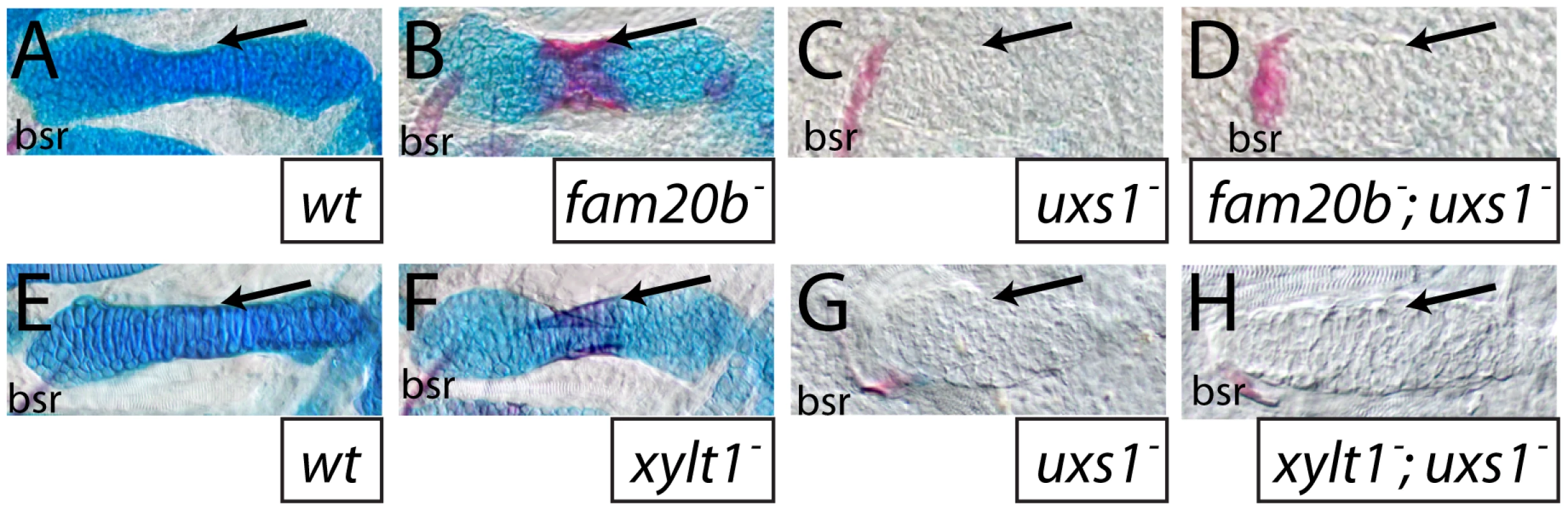 The <i>uxs1</i> mutation is epistatic to cartilage and bone phenotypes of <i>fam20b</i> and <i>xylt1</i> mutants.