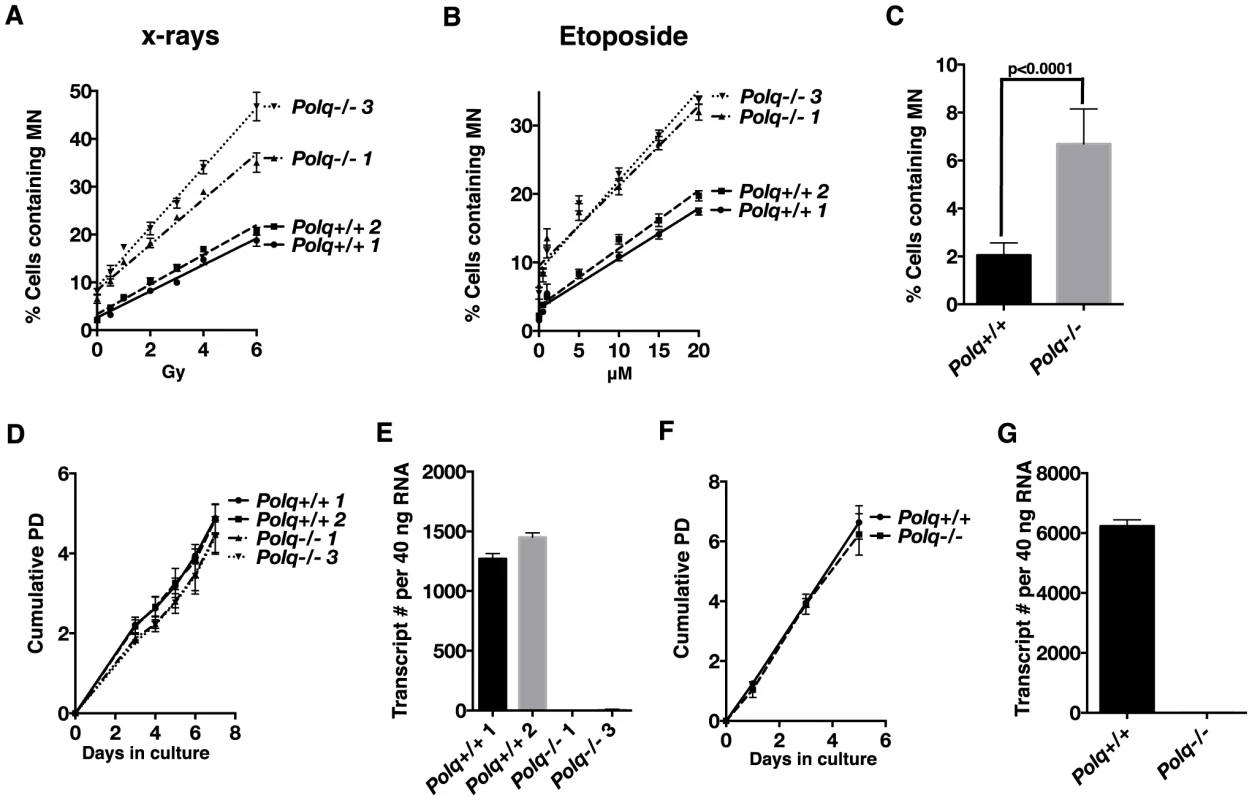 Loss of <i>Polq</i> contributes to chromosomal instability both spontaneously and in the presence of DNA damage.