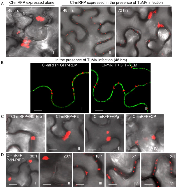 Subcellular localization of TuMV CI in <i>N. benthamiana</i> leaf cells.