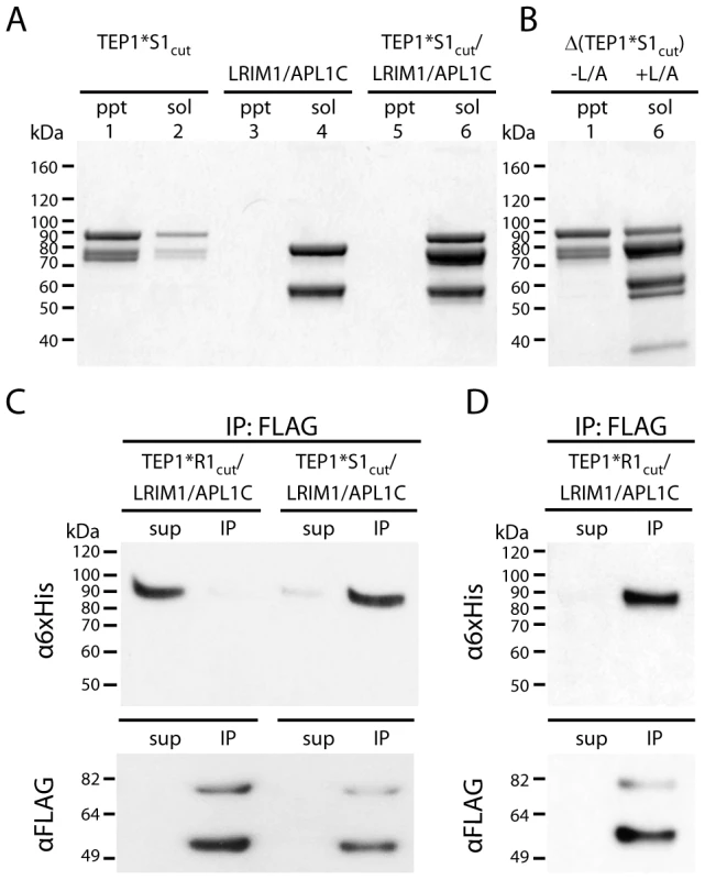 Formation of ternary complex between TEP1*S1<sub>cut</sub> and LRIM1/APL1C.