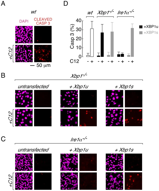 Transient expression of XBP1s restores caspase 3 cleavage in <i>Xbp1<sup>−/−</sup></i> and <i>Ire1α</i><sup>−/−</sup> MEFs.