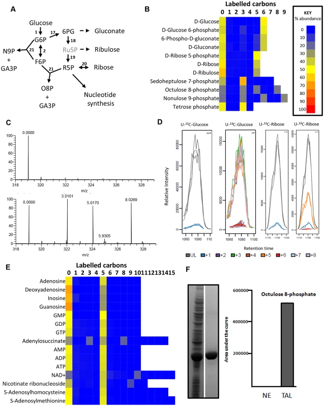 Labelling of pentose phosphate pathway and purine nucleotides from 50% U-13C-glucose in BSF <i>T</i>. <i>brucei</i>.