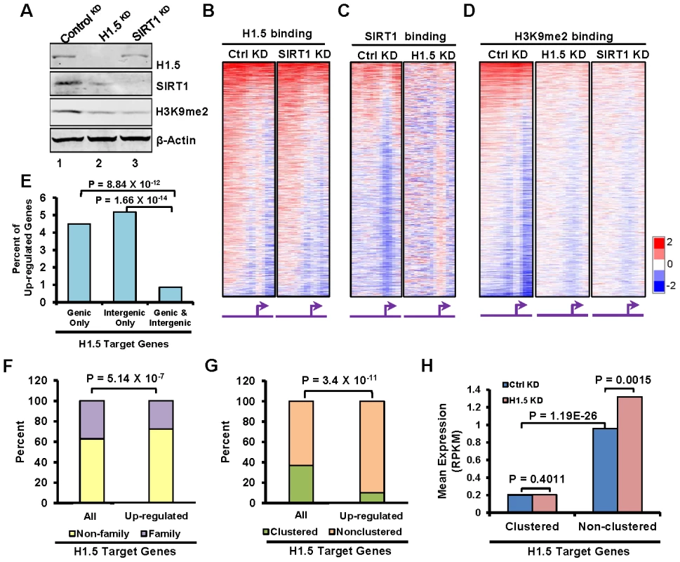 H1.5 is required for enrichment of SIRT1 and H3K9me2 at H1.5 target loci and normal gene expression pattern.