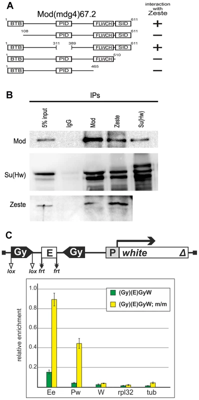 Testing for the interaction between the Mod(mdg4)-67.2 and Zeste proteins.