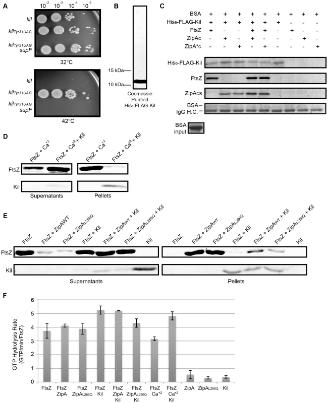 Kil protein copurifies with FtsZ and ZipA and inhibits FtsZ bundling <i>in vitro</i>.