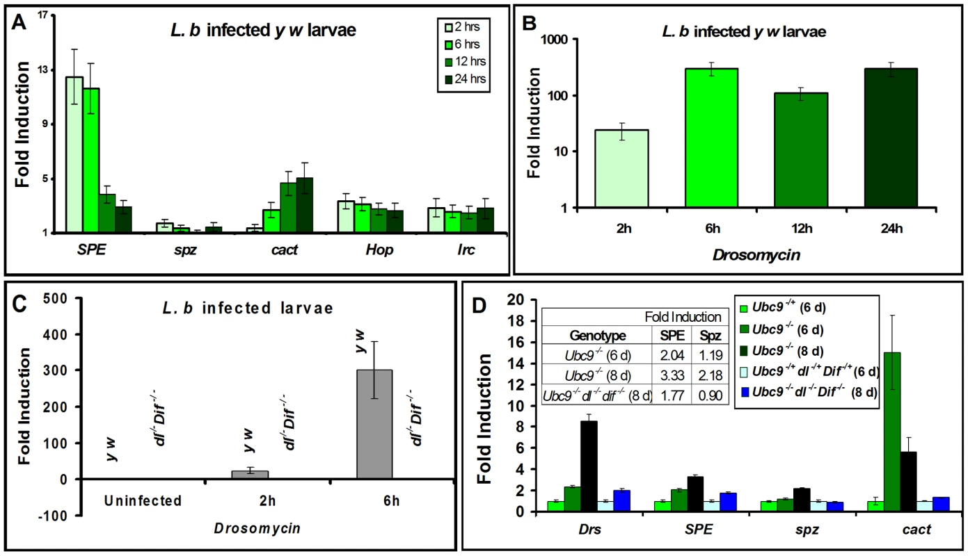 Inflammatory responses are dependent on Dorsal/Dif.