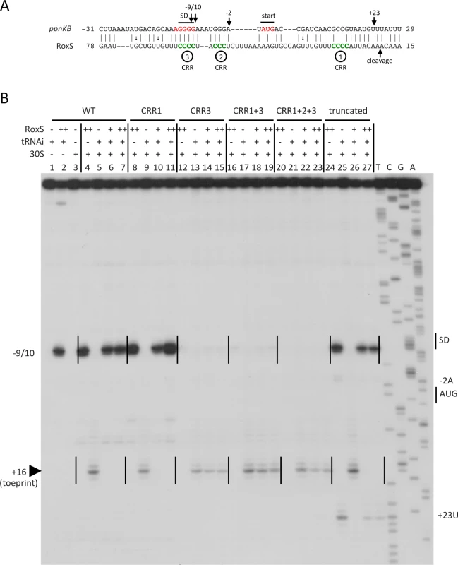 Inhibition of translation initiation complex formation on the <i>ppnKB</i> mRNA by RoxS.