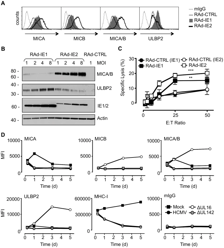 Regulation of NKG2DL during HCMV infection.