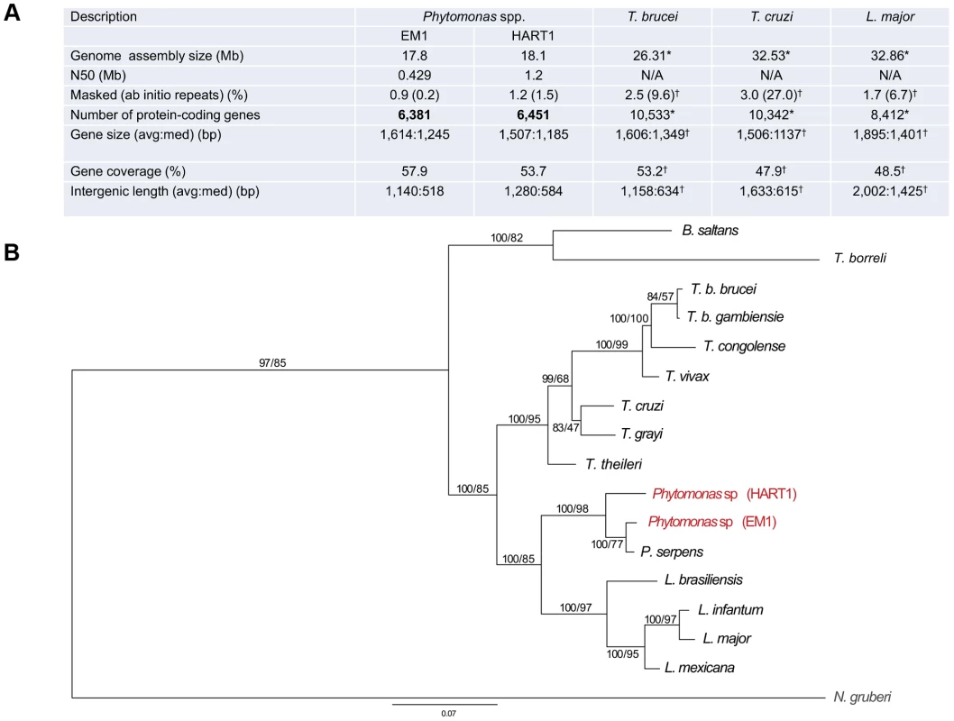 General features of <i>Phytomonas</i> EM1 and HART1 isolates.