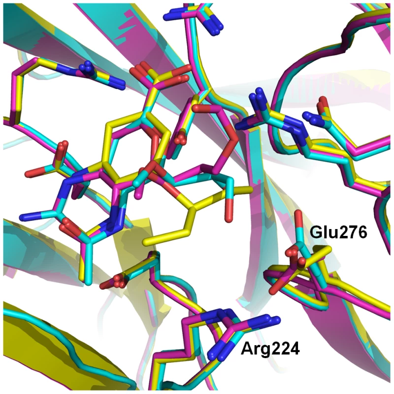 Comparison of oseltamivir (yellow), laninamivir octanoate (magenta) and laninamivir (turquoise) binding to p09N1.