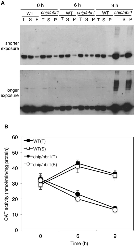 Changes in catalase proteins and activity in response to heat stress.