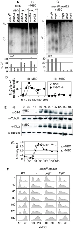 <i>RSZ</i> breakage is independent of spindle tension but requires Top2 and condensin components.