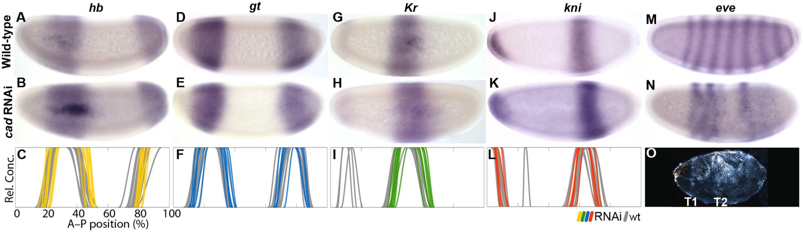 RNAi knock-down of <i>M</i>. <i>abdita cad</i>.