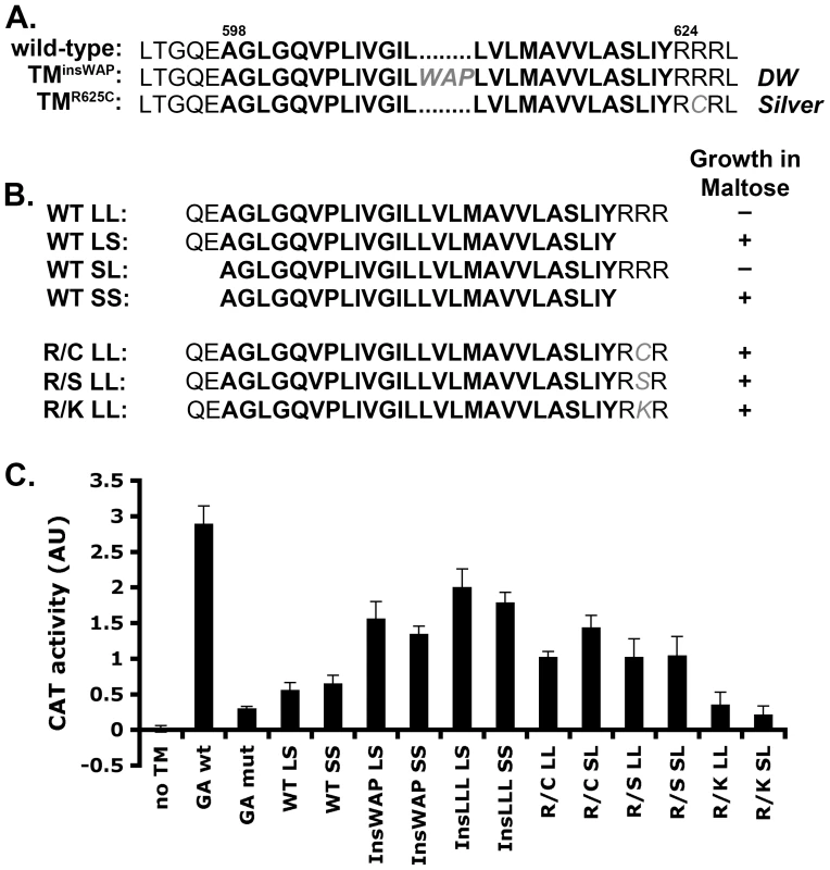 PMEL TMD mutations cause increased TMD–mediated dimerization.