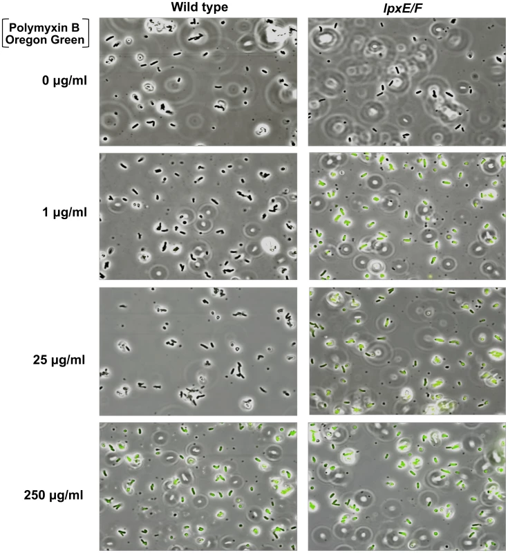 Fluorescent polymyxin B whole cell binding assay.