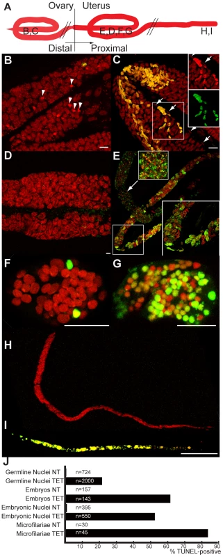 <i>In vivo</i> tetracycline treatment leads to apoptosis in adult worm reproductive tissues.