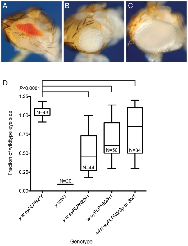 The effect of telomere loss on cell survival in the eye using the BARTL assay.