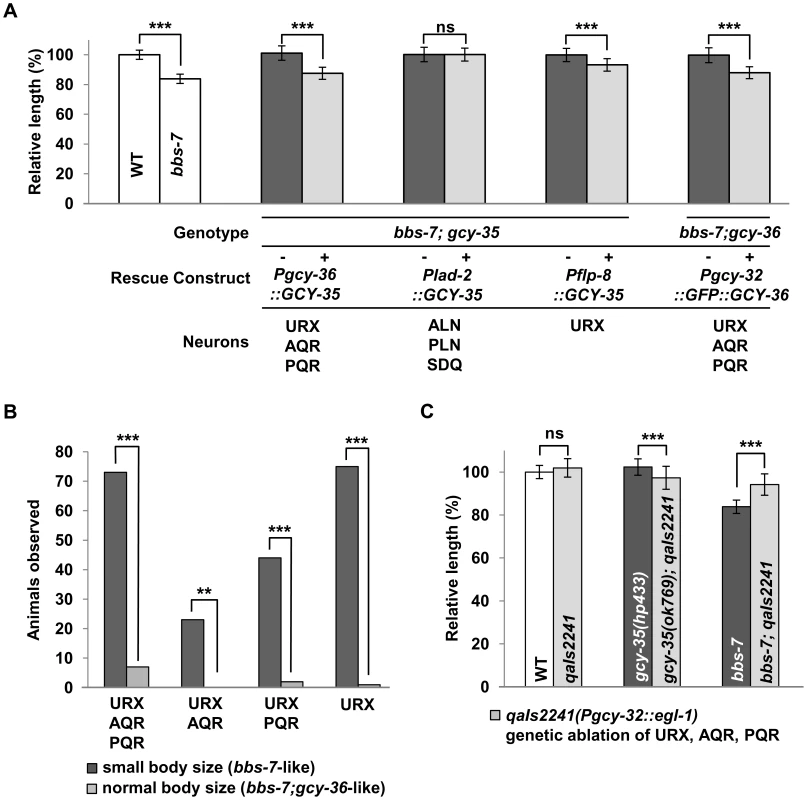 GCY-35 and GCY-36 are required in body cavity neurons to influence body size.