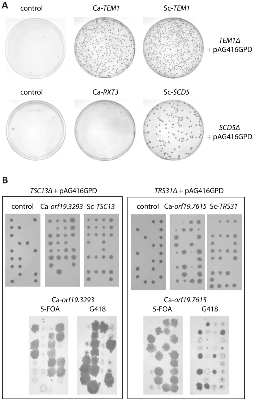 Representative results from complementation testing of “core” haploinsufficient strains.