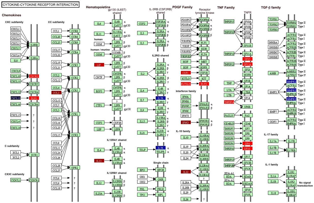 Schematic representation of the genes involved in the cytokine-cytokine receptor interaction.