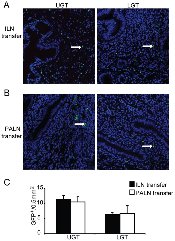 Local factors influence the accumulation of T helper subsets in the genital tract.