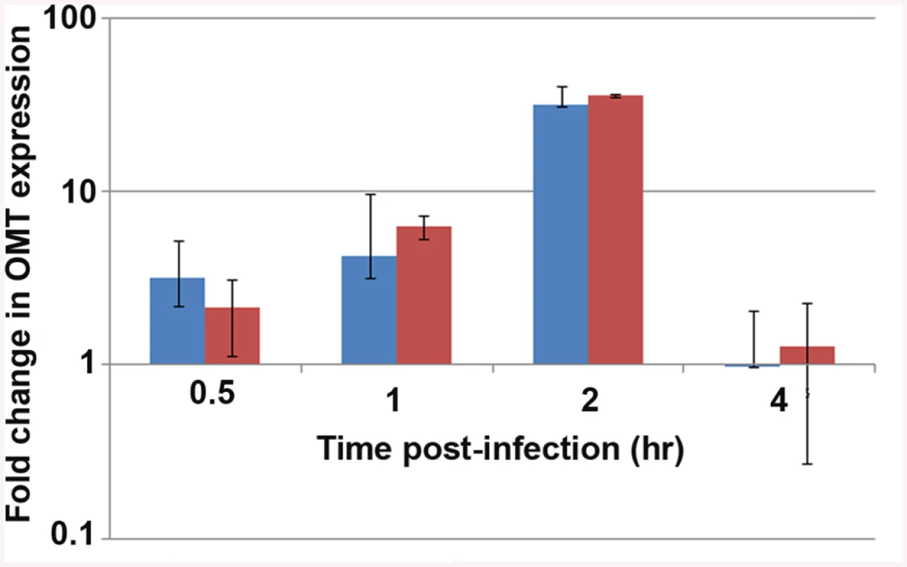 Expression of the OMT during infection of ISE6 cells.