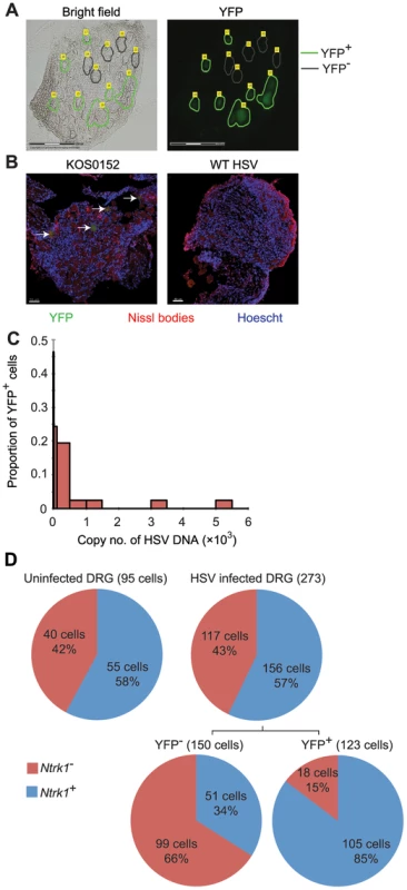 Latent HSV resides in a subpopulation of sensory neurons.