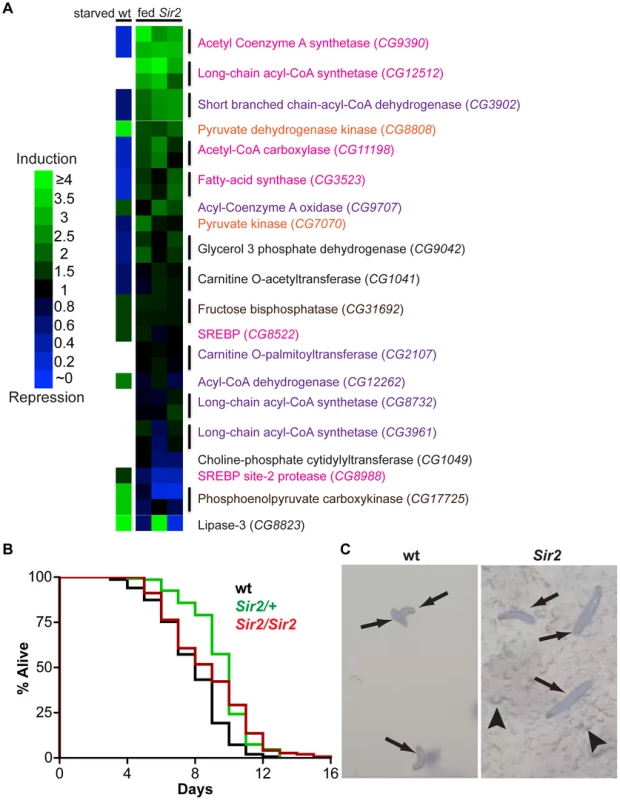 Starvation resistance and a shift in gene expression away from energy catabolism in <i>Sir2</i> mutants.