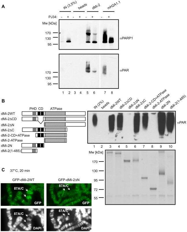dMi-2 binds PAR.