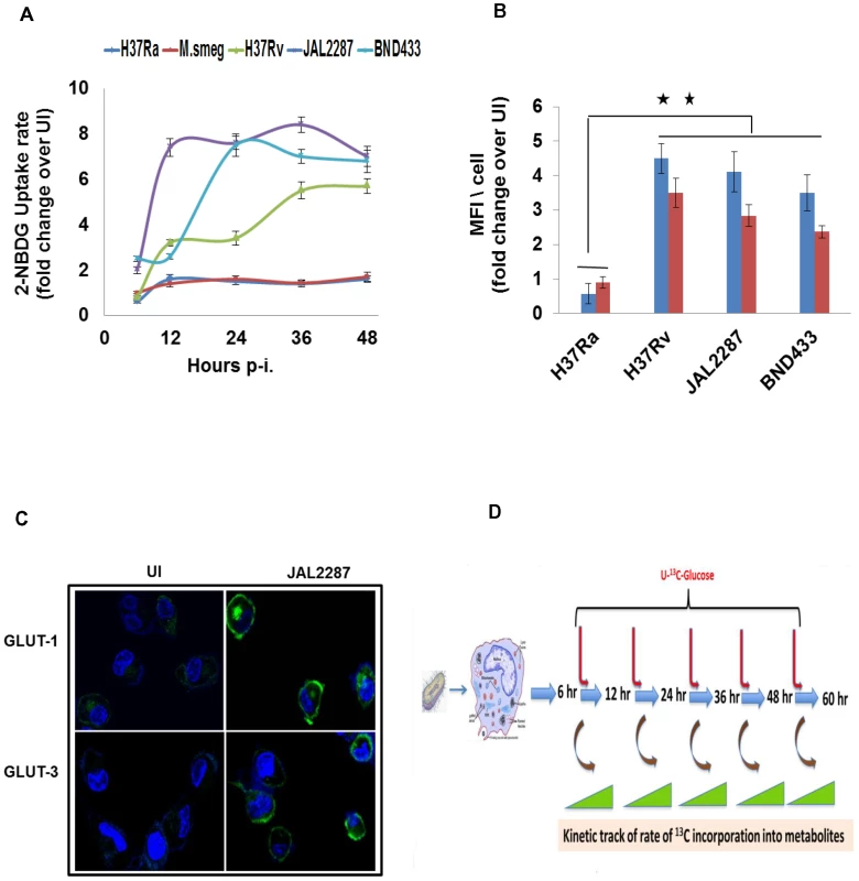 Potentiation of host cellular glucose uptake by Mtb infection.