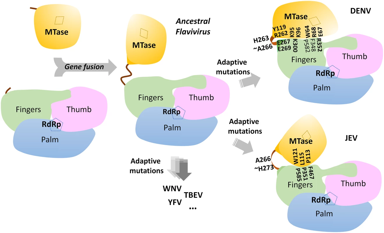A schematic model for the divergent evolution of flaviviral NS5 proteins.