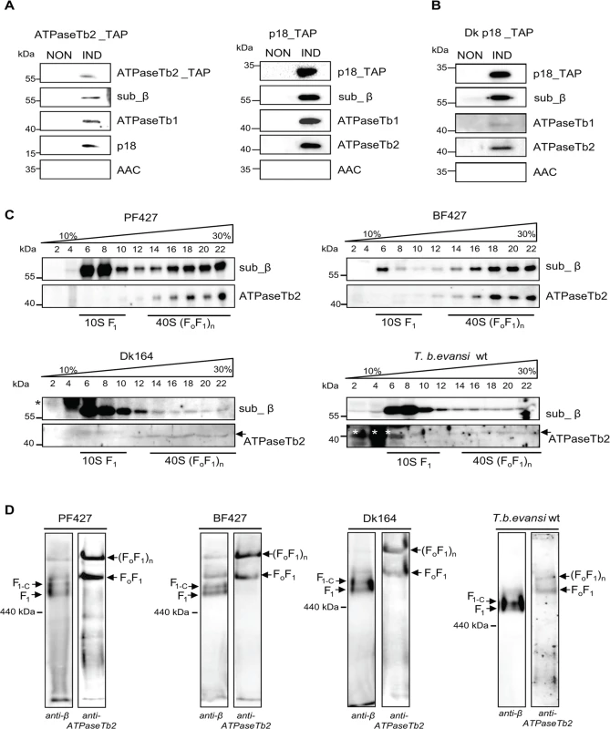 ATPaseTb2 is a bona fide subunit of the monomeric and multimeric F<sub>o</sub>F<sub>1</sub>-ATPases.