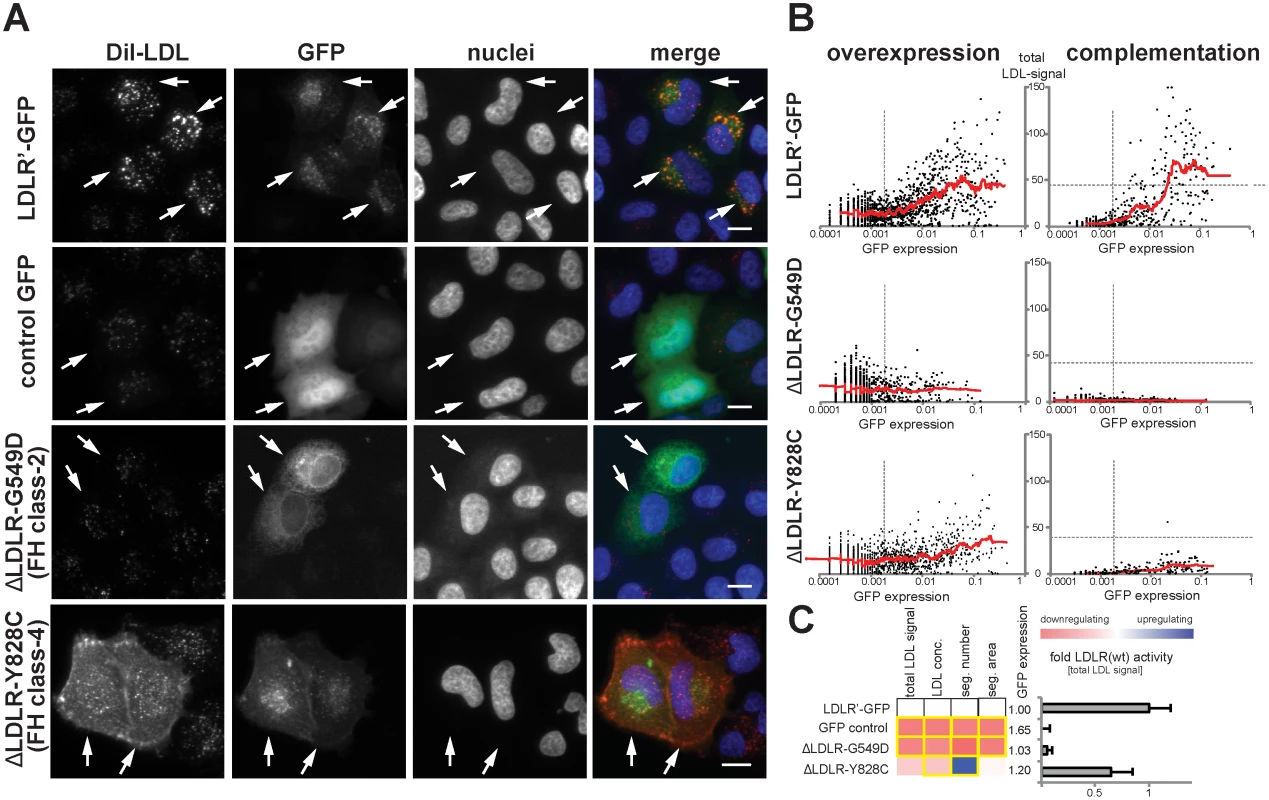 Systematic functional profiling of low-density lipoprotein receptor (<i>LDLR</i>) alleles.