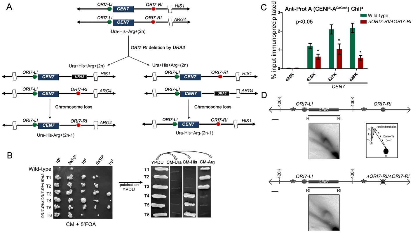 Centromere proximal origins maintain centromere functioning.