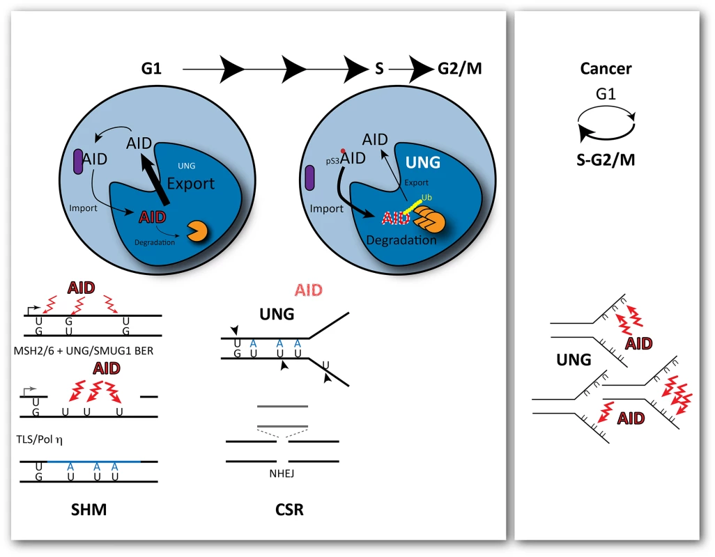 Outcomes of cytosine deamination during the cell cycle.