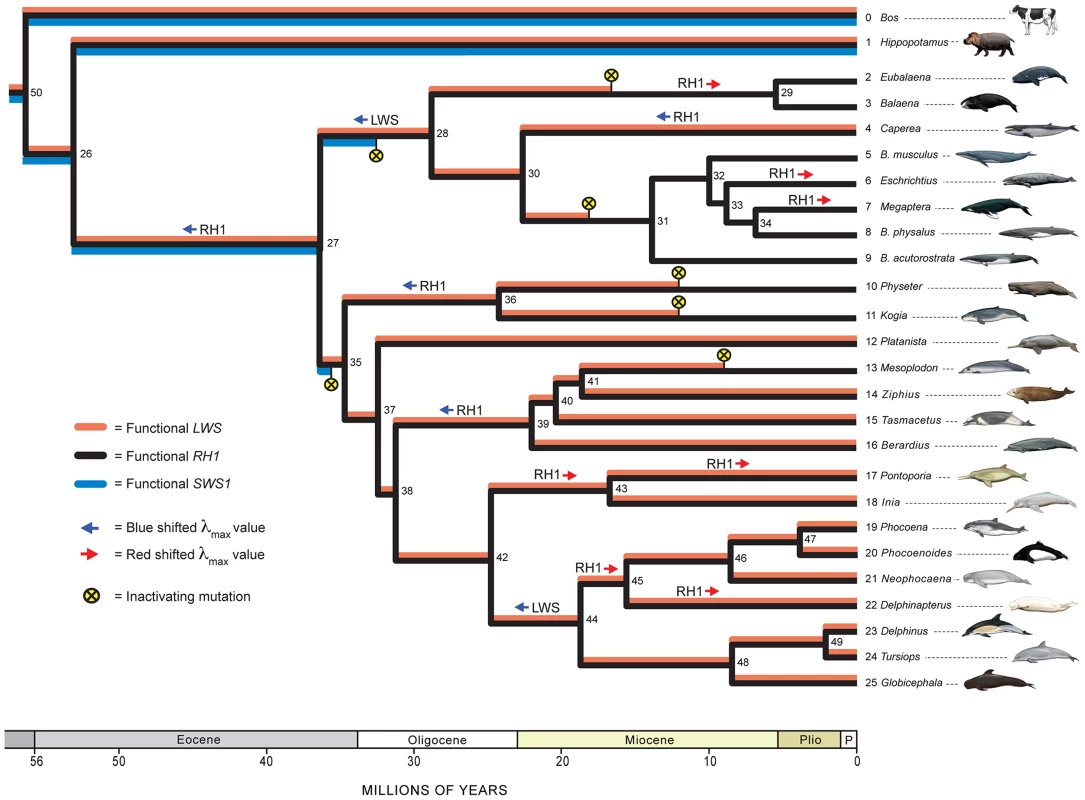 A hypothesis for the evolution of <i>LWS, SWS1</i>, and <i>RH1</i> in Cetacea and outgroups.