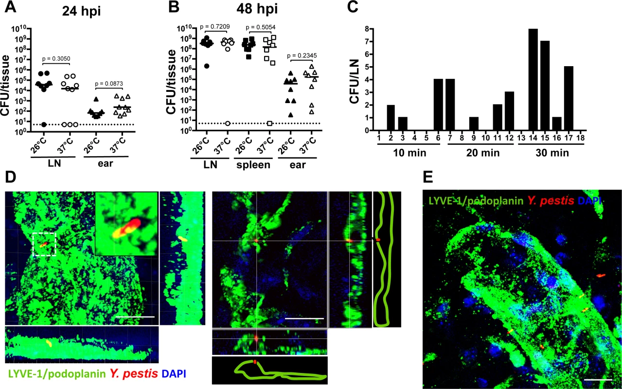 Bacterial dissemination from the ear to the draining LN.