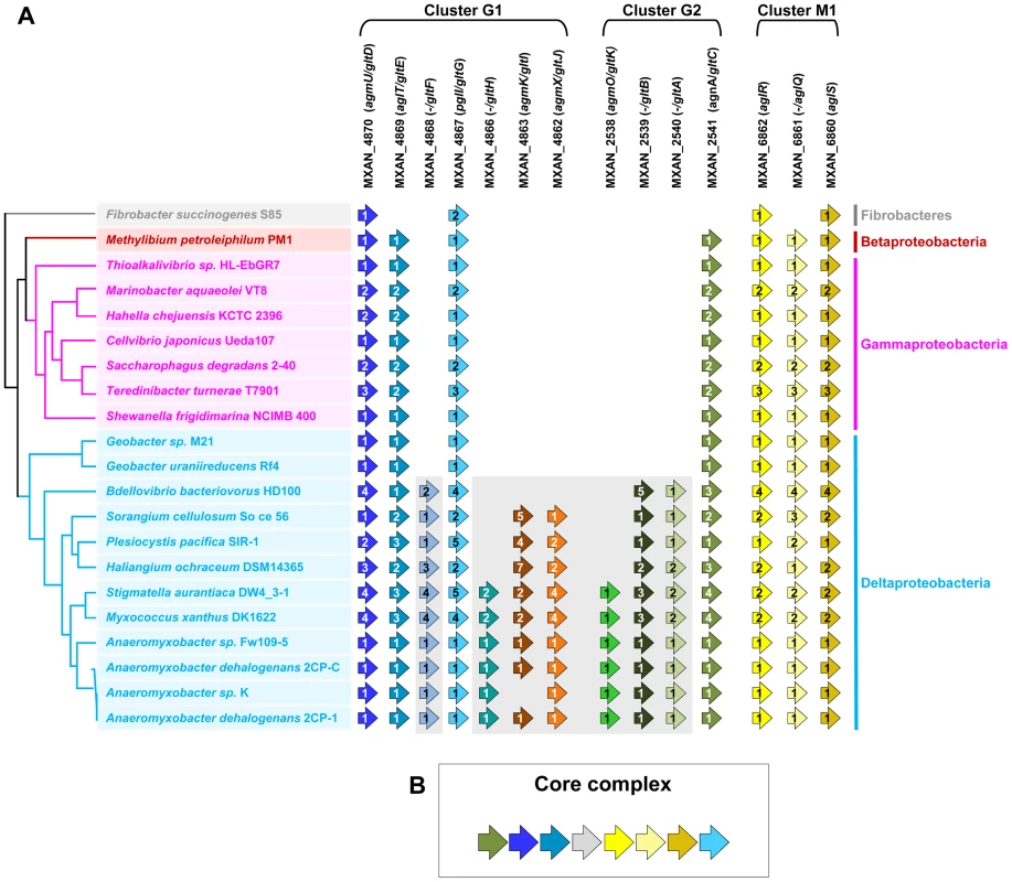 Taxonomic distribution of the closest homologues of the 14 genes composing the G1, G2, and M1 clusters, and genetic organization of the core complex.