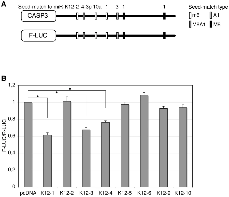 Caspase 3 is targeted by several KSHV miRNAs.