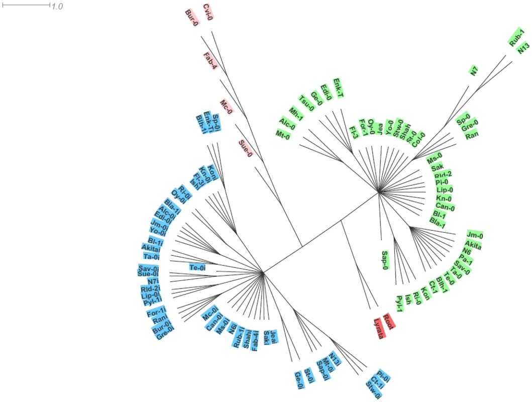 Phylogenetic analysis of the paralogues.